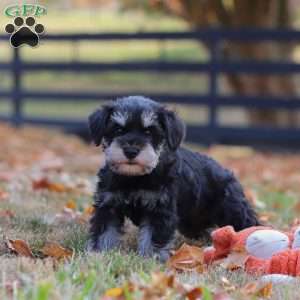 Ace, Miniature Schnauzer Puppy